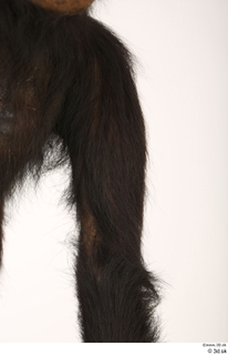 Chimpanzee Bonobo arm shoulder 0008.jpg